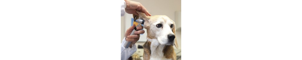 La Diagnóstico veterinaria es el diagnóstico y tratamiento de enfermedades de los animales.