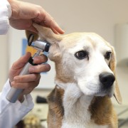 Diagnóstico veterinaria