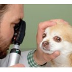 Examen de ojos veterinario