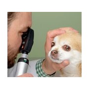 Examen de ojos veterinario