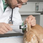 Examen de oído veterinario